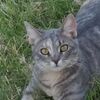 straycatbrat